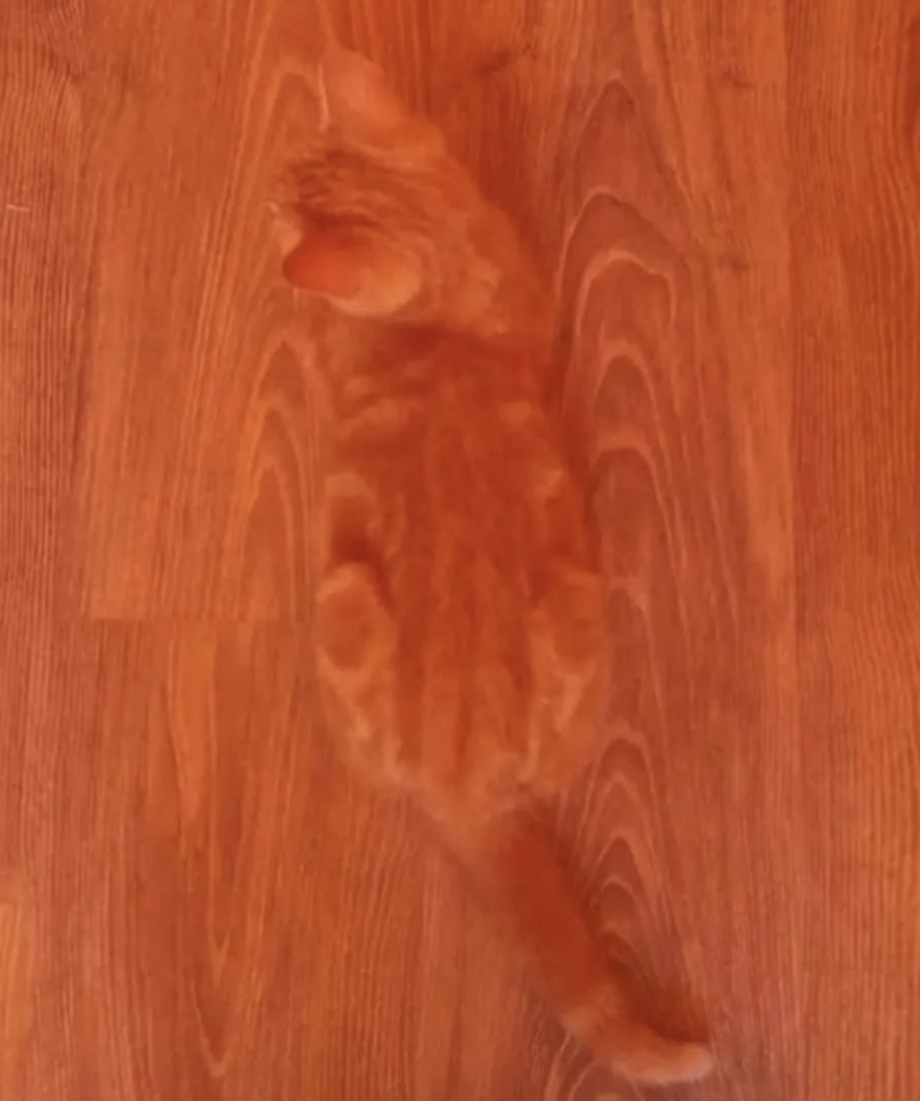 camouflage orange cat